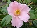 2013-0416-1135_Camellia_14,3C